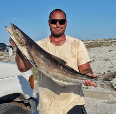 Beach Cobia!